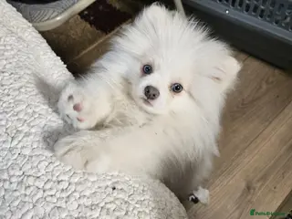 Pomeranian dogs Beautiful pomeranian puppy - Advert 3