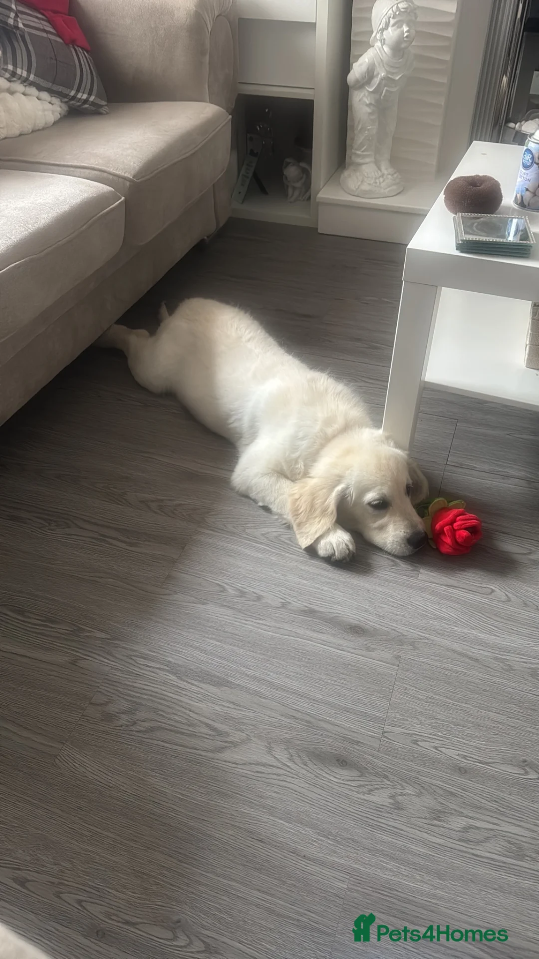 Golden Retriever dogs for adoption: Golden retriever female  - Advert 3