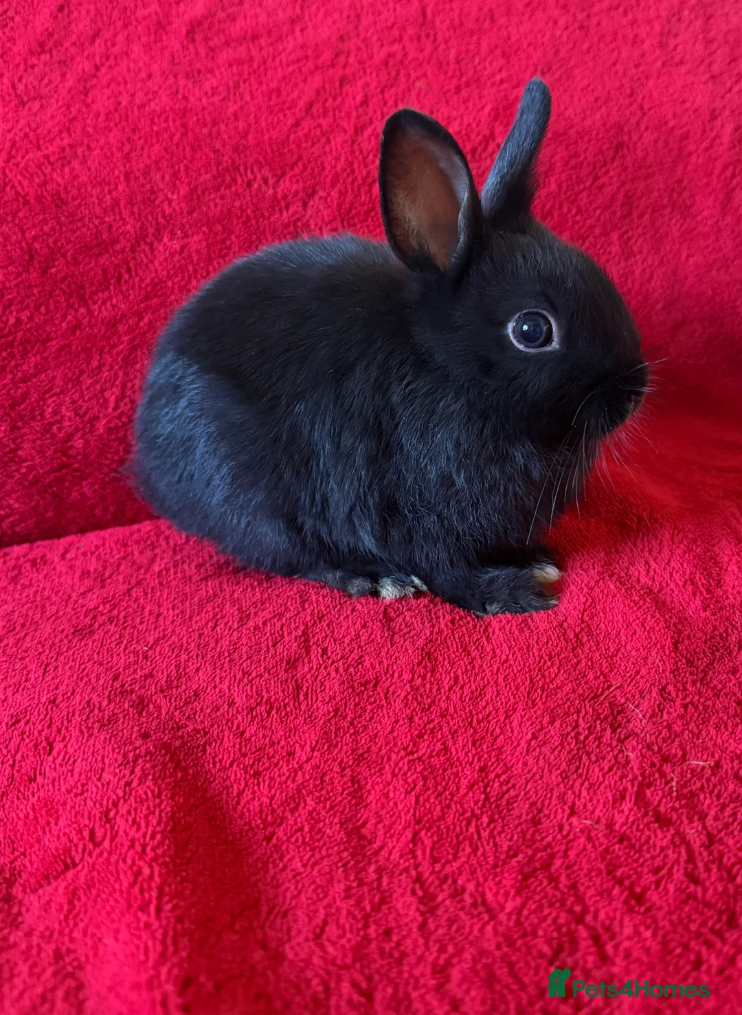 Netherland Dwarf rabbits for sale: Dwarf rabbit 🐰 - Advert 1