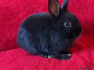 Netherland Dwarf rabbits Dwarf rabbit 🐰 - Advert 5