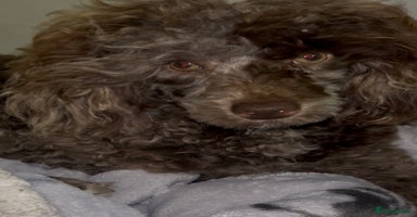 Toy Poodle dogs - Advert 3
