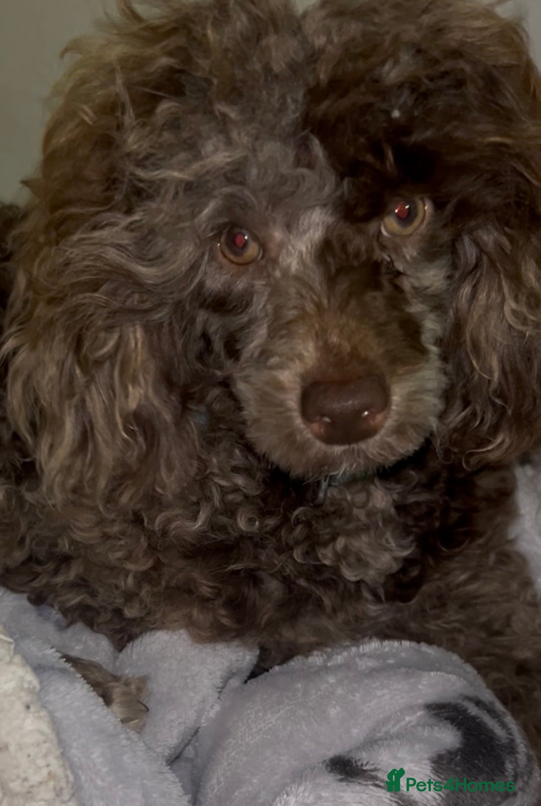 Toy Poodle dogs for sale: Chocolate Merle Kc parents toy poodle female  - Advert 3