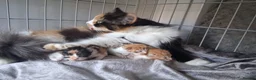 Mixed Breed cats for sale: 4 Beauitful Turkish Van fluffy babies  in Rugby - Advert 2