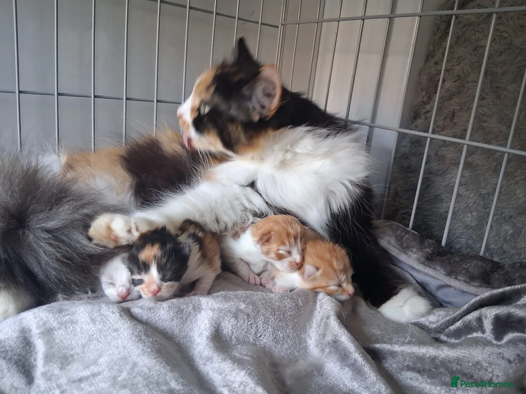 Mixed Breed cats for sale: 4 Beauitful Turkish Van fluffy babies  in Rugby - Advert 2