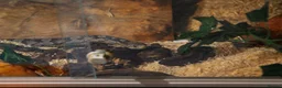Corn Snake reptiles for sale: Corn snake with enclosure for sale in Wellingborough - Advert 2