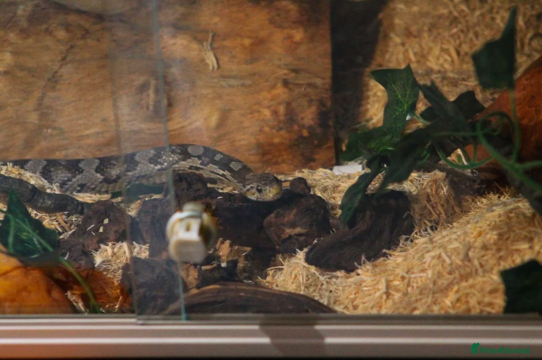 Corn Snake reptiles for sale: Corn snake with enclosure for sale in Wellingborough - Advert 2