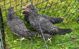Chickens poultry for sale: Aracana hybrid green egg layers chickens - Image 17