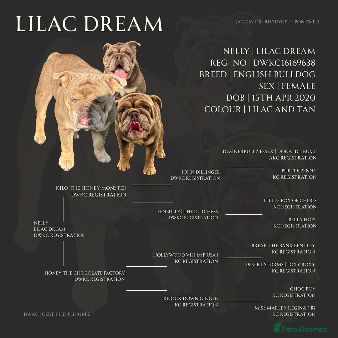 English Bulldog dogs for sale: English Bulldog Puppies Coloured  - Advert 4