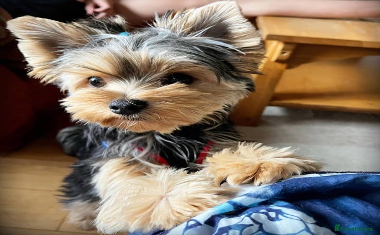 Yorkshire Terrier dogs - Advert 1