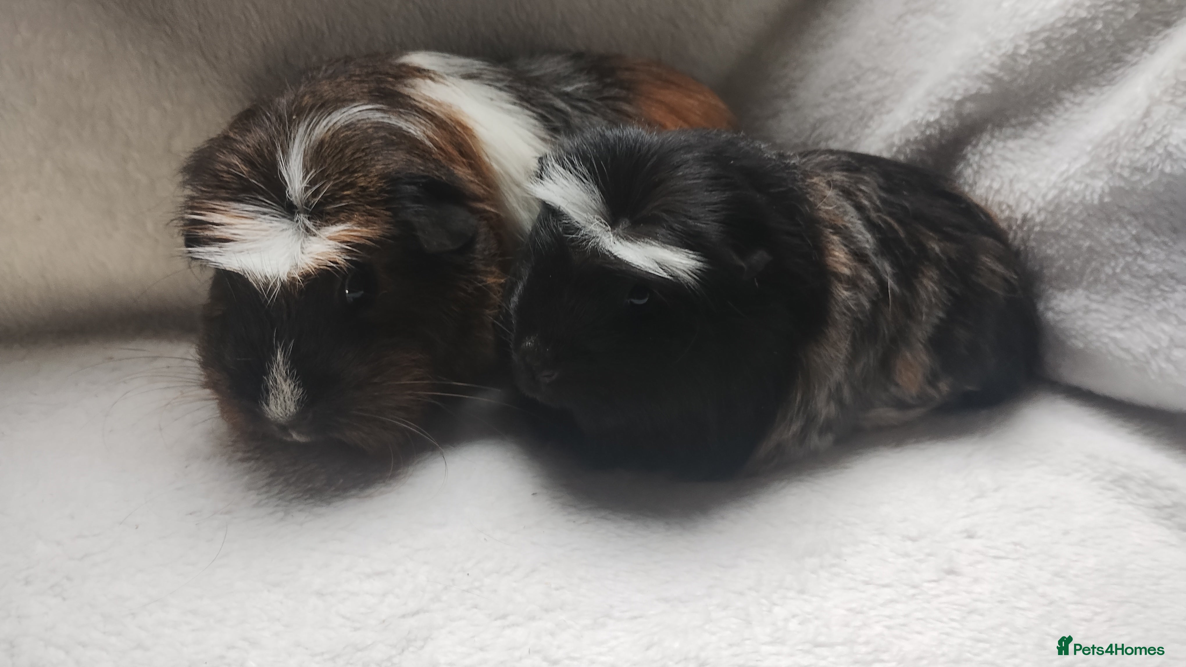 Guinea Pig rodents Mother and daughter guinea pig sows  - Advert 1