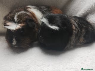 Guinea Pig rodents Mother and daughter guinea pig sows - Advert 1