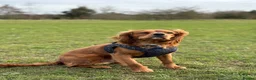 Cavalier King Charles Spaniel dogs for stud: Cavalier King Charles Spaniel for stud  - Advert 10