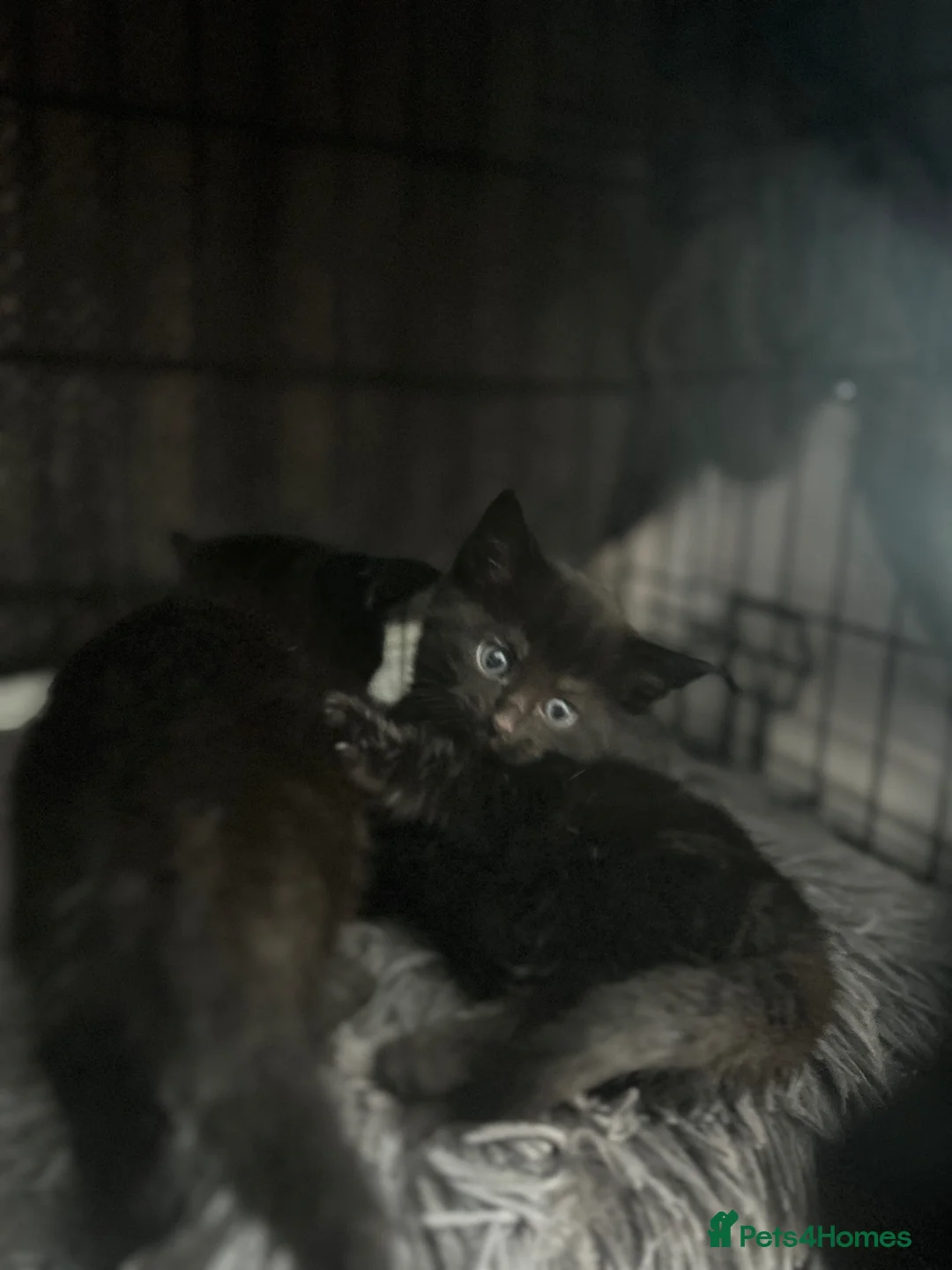 Mixed Breed cats for sale: One male back kitten - Advert 3