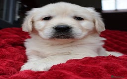 Golden Retriever dogs for sale: KC, Extensively Health tested Parents. Snow white - Image 11