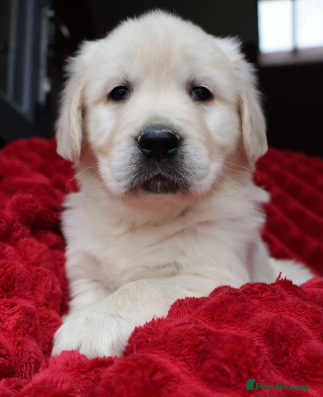 Golden Retriever dogs for sale: KC, Extensively Health tested Parents. Snow white - Image 11