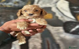 Cockapoo dogs for sale: Little Teddy Bears  - Image 4