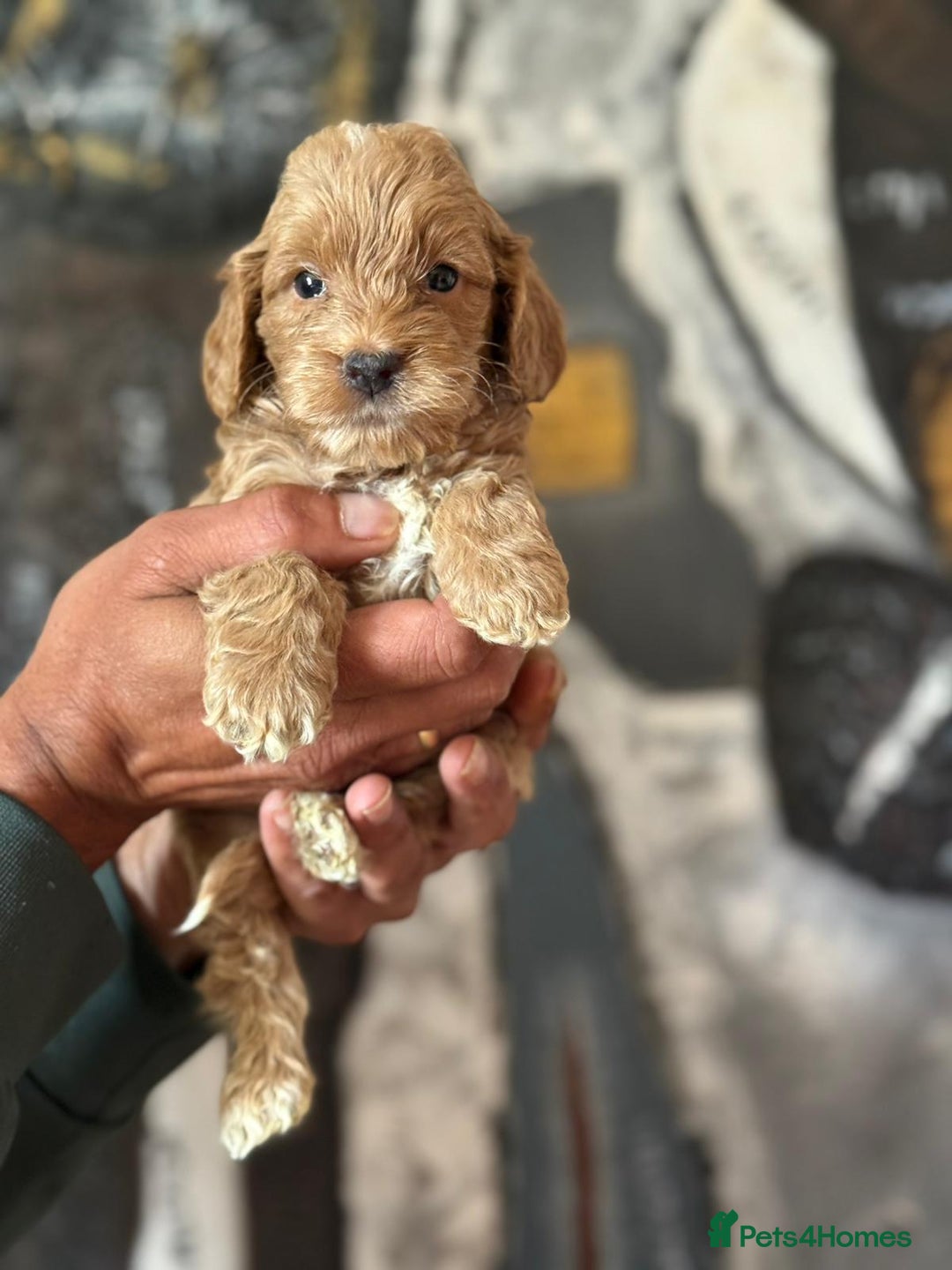 Cockapoo dogs for sale: Little Teddy Bears  - Image 4
