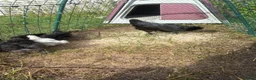 Chickens poultry for sale: Bantam chicks for sale  - Advert 2