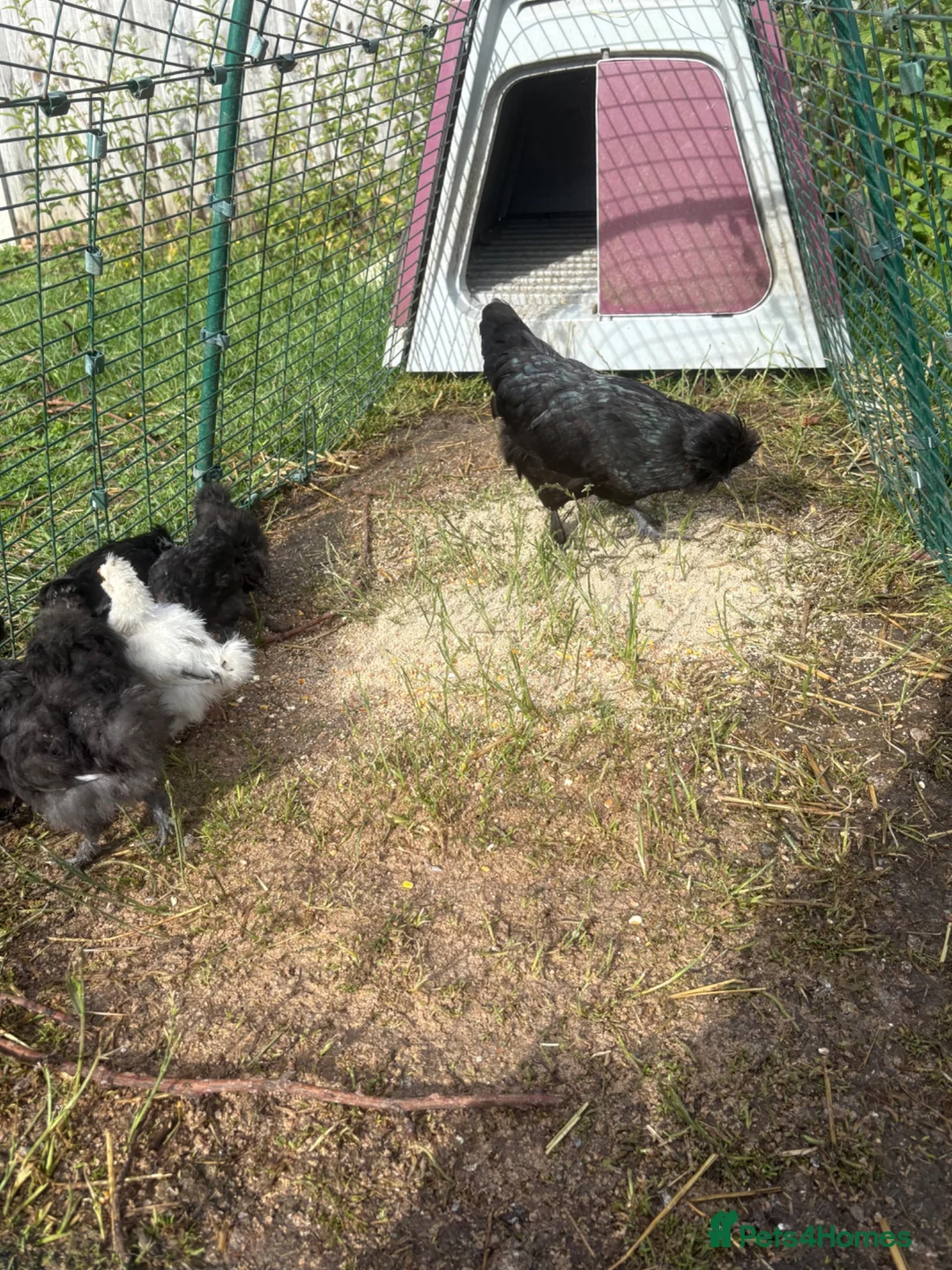 Chickens poultry for sale: Bantam chicks for sale  - Advert 2