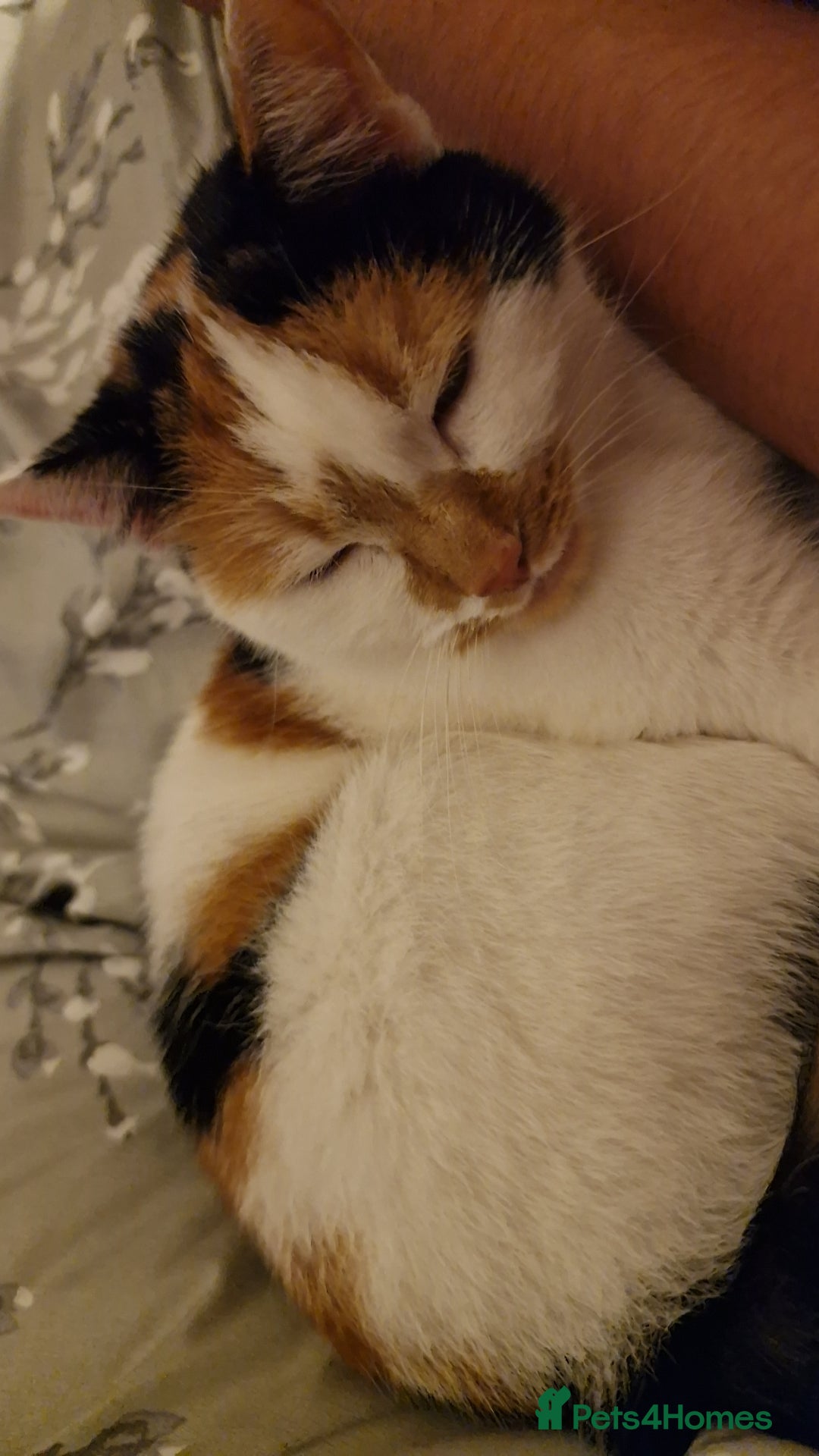 Mixed Breed cats for sale: 2 cats for rehome - Advert 8