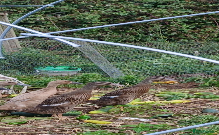 Ducks poultry - Advert 1