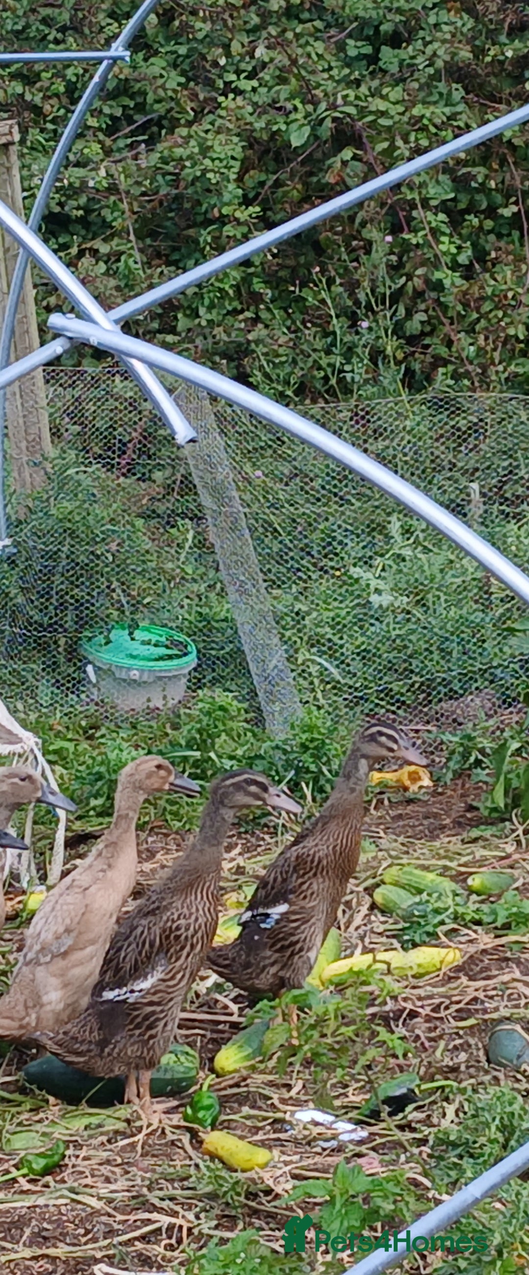 Ducks poultry for sale: Indian runner females  - Image 1