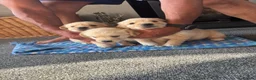 Golden Retriever dogs for sale: Gorgeous goldens - Advert 9