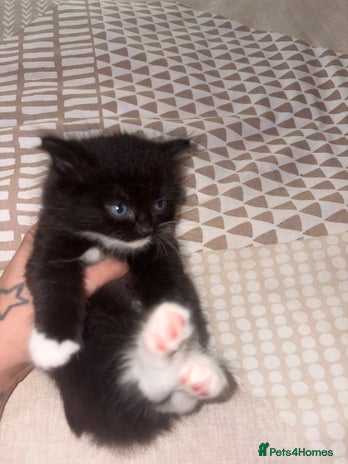 Mixed Breed cats for sale - Advert 3