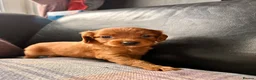 Cavapoo dogs for sale: stunning Cavapoo puppies up for sale  in Egremont - Advert 34
