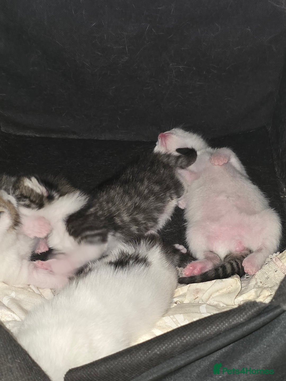 British Shorthair cats for sale: Playful kittens  - Image 7