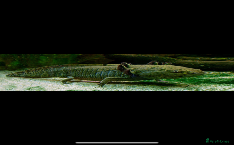 Axolotl reptiles Axolotl and tank - Advert 1