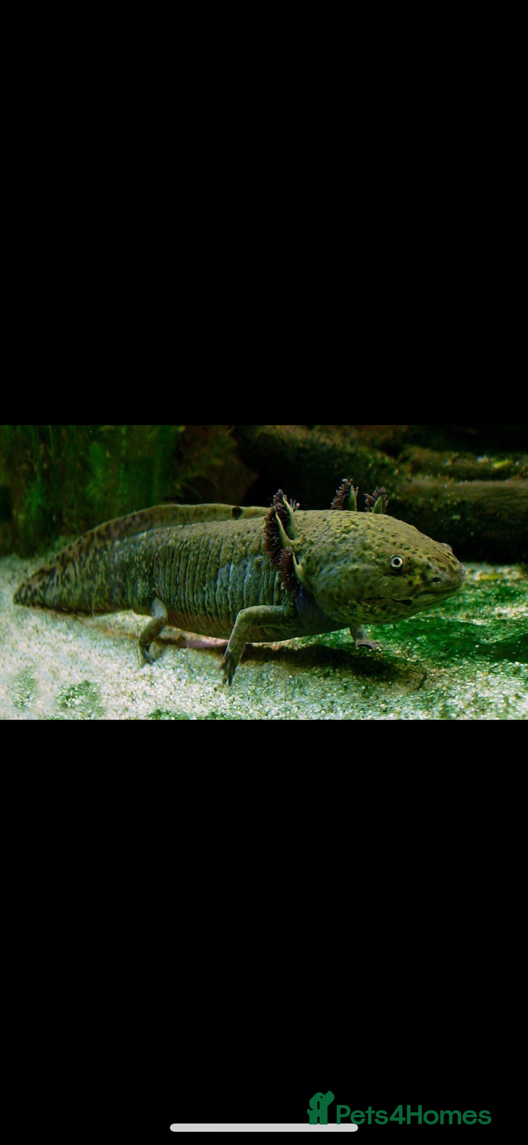 Axolotl reptiles for sale: Axolotl and tank - Advert 1
