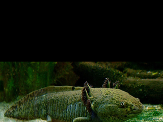 Axolotl reptiles for sale: Axolotl and tank - Advert 1