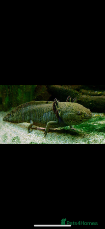 Axolotl reptiles Axolotl and tank - Advert 1