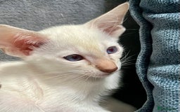 Oriental cats for sale: Oriental and Siamese kittens GCCF reg - Image 12