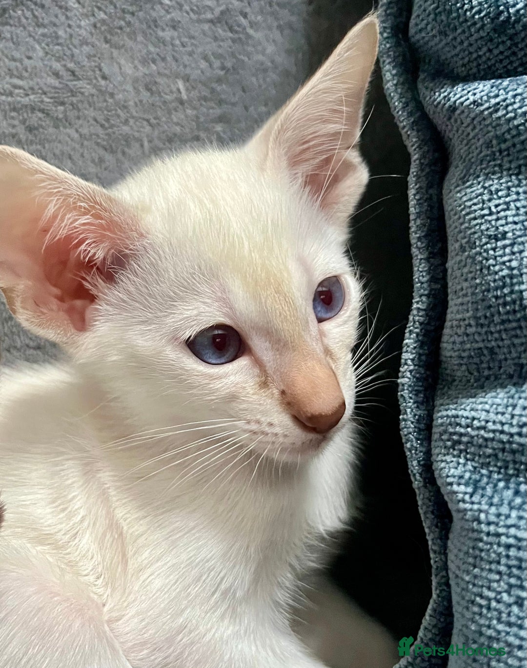 Oriental cats for sale: Oriental and Siamese kittens GCCF reg - Image 12