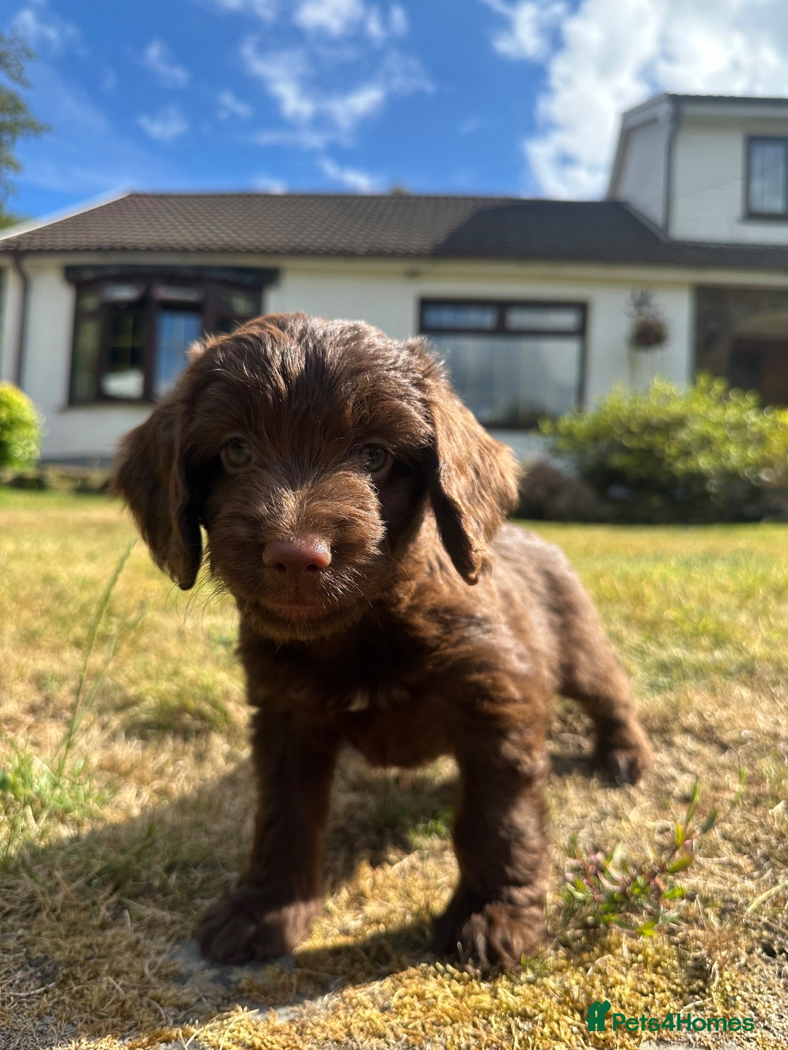 Cockapoo dogs 6 beautiful F1 cockapoo pups for sale - Advert 3