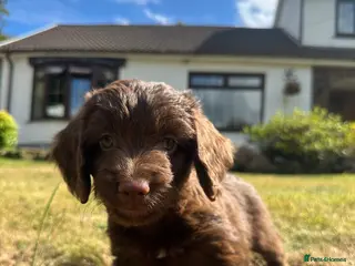Cockapoo dogs 6 beautiful F1 cockapoo pups for sale - Advert 3