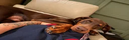 Mixed Breed dogs for sale: Irish setter cross Doberman puppies - Advert 7