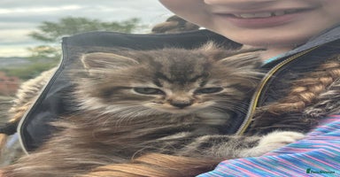 Mixed Breed cats - Advert 11