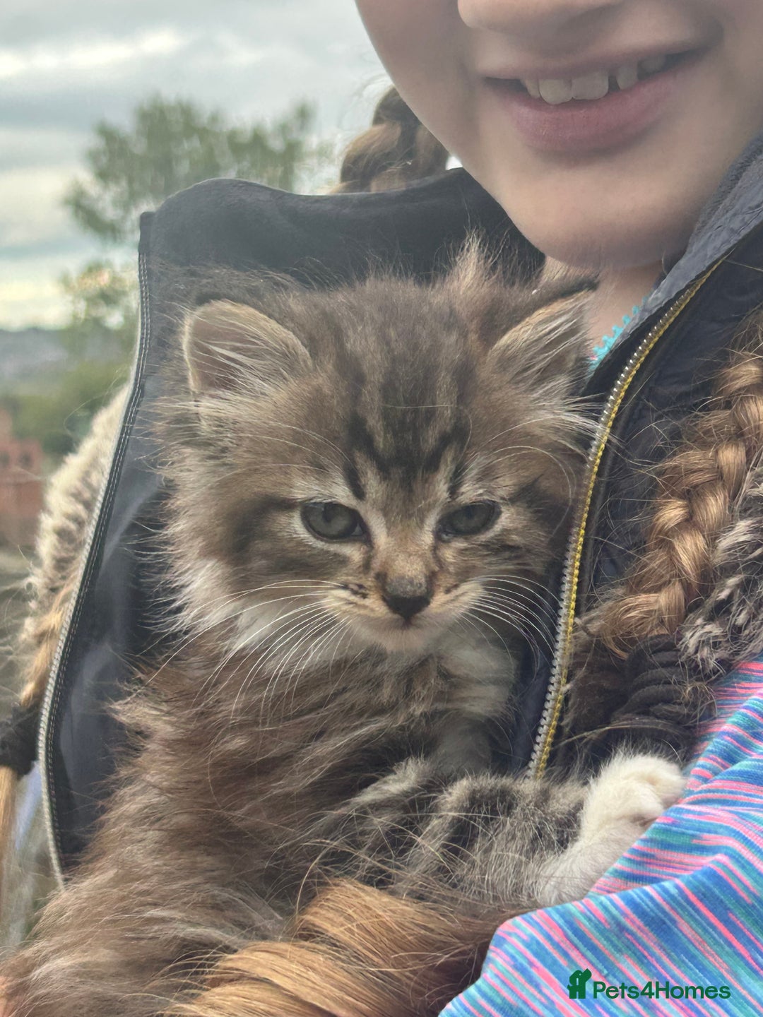 Mixed Breed cats for sale: Beautiful kittens long and short haired  - Image 2