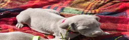 Weimaraner dogs for sale: Weimaraner Puppies For Sale  - Advert 7