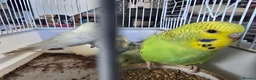 Budgerigars birds for sale: Baby Budgies - Advert 3