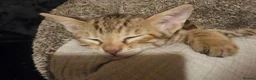 Mixed Breed cats for sale: Kitten for sale  - Advert 11