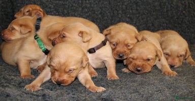 Labrador Retriever dogs - Advert 13