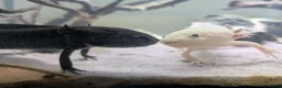 Axolotl reptiles for sale: Two Axolotls for sale - Advert 3