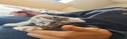 Bengal cats for sale: Tempest Bengal TICA registered kittens  - Advert 8