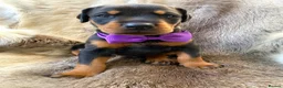 Dobermann dogs for sale: *KC REGISTERED* HEALTH TESTED DOBERMAN PUPPIES* - Advert 13