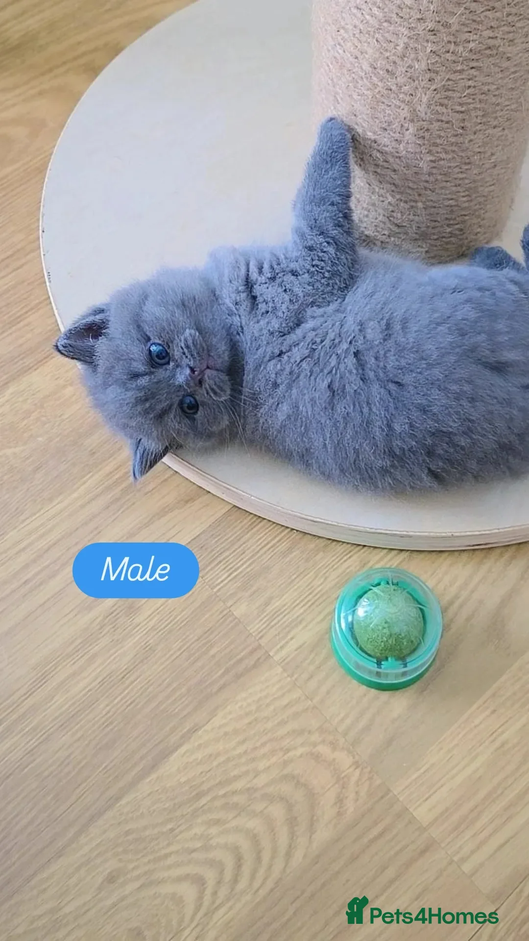 British Shorthair cats British Shorthair Kittens | Champion Lines - Advert 1