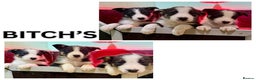 Border Collie dogs for sale: Black Tri Border Collie Puppies  - Advert 2
